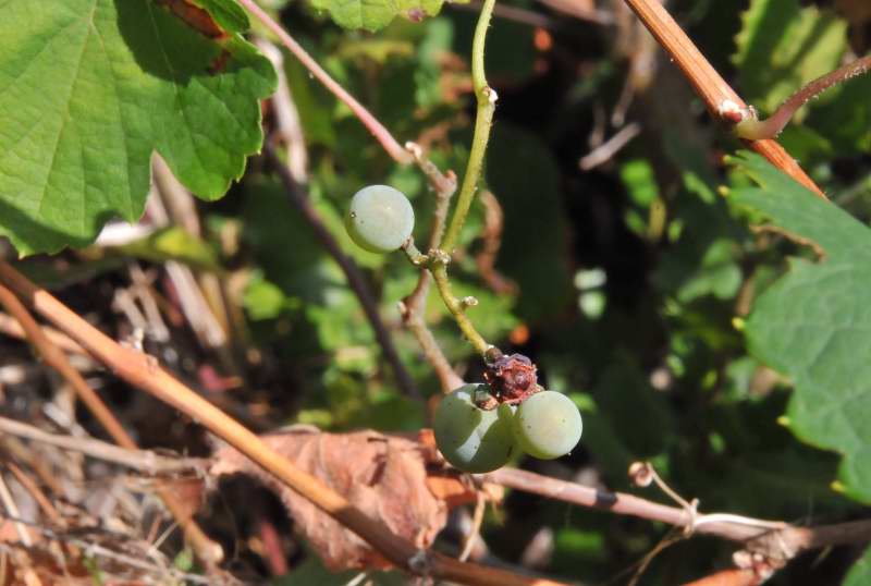 Vitis vinifera sl.